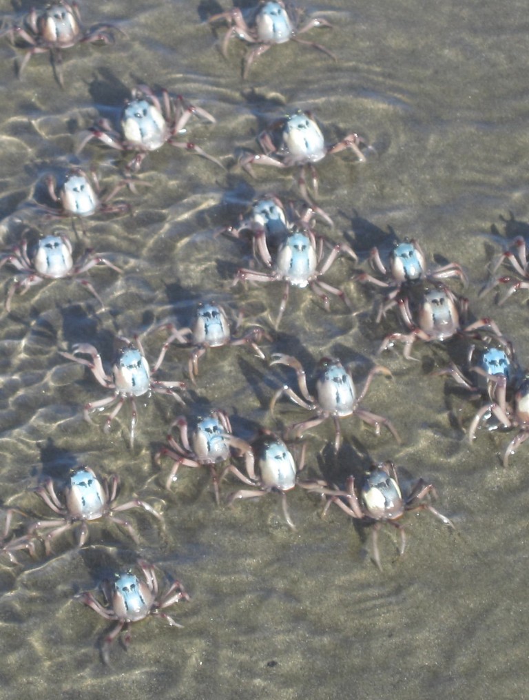 Photo   -  Soldier crabs are a good illustration of political leaders
